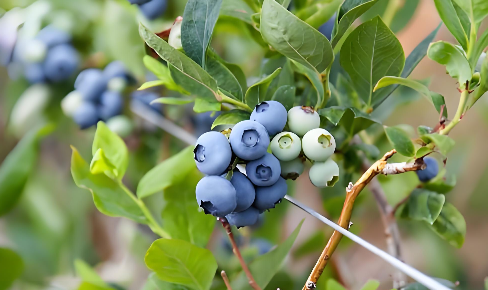 Blueberries grown using reverse osmosis equipment